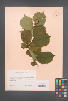 Corylus avellana [KOR 6164]