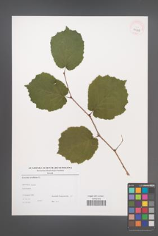 Corylus avellana [KOR 39003]