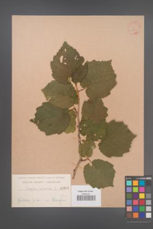 Corylus colurna [KOR 902]