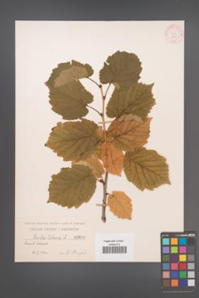 Corylus colurna [KOR 899]