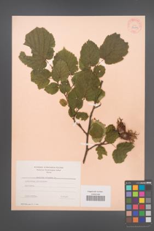 Corylus colurna [KOR 34119]