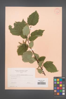 Corylus cornuta [KOR 94122]