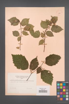 Corylus cornuta [KOR 12998]