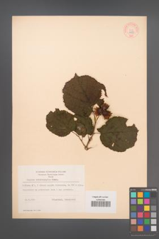Corylus heterophylla [KOR 44130]