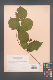 Corylus jacquemontiana [KOR 34124]