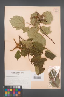 Corylus manshurica [mandshurica] [KOR 54987]