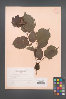 Corylus maxima [KOR 34128]