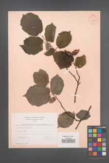 Corylus maxima [KOR 34125]