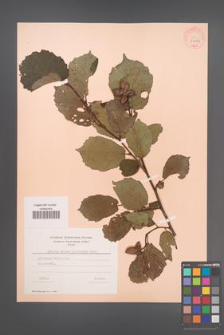 Corylus maxima [KOR 34126]