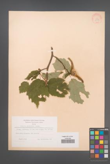 Corylus manshurica [mandshurica] [KOR 28354]