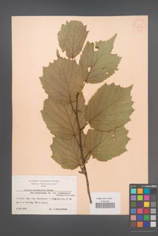 Corylus sieboldiana [KOR 13043]