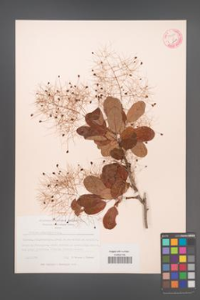 Cotinus coggygria [KOR 54988]