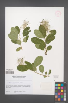 Cotinus coggygria [KOR 52361]