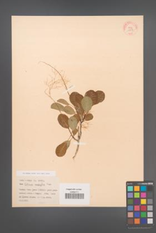 Cotinus coggygria [KOR 13057]