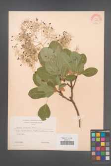 Cotinus coggygria [KOR 13058]