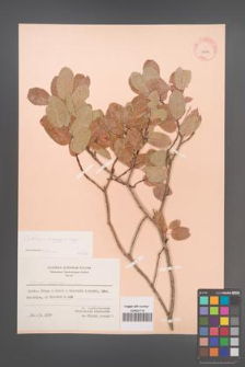 Cotinus coggygria [KOR 13053]