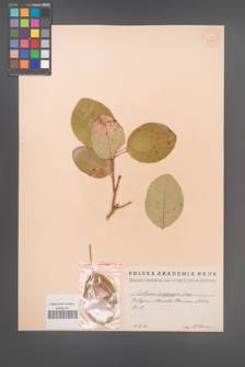 Cotinus coggygria [KOR 13061]
