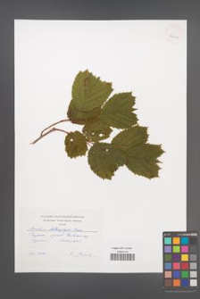 Corylus heterophylla [KOR 42601]