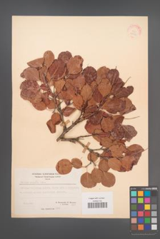 Cotinus coggygria [KOR 21583]