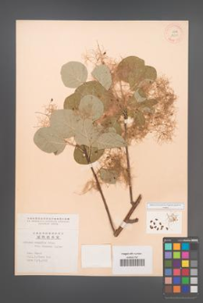 Cotinus coggygria [KOR 13059]