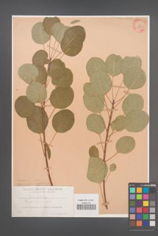 Cotinus coggygria [KOR 35920]