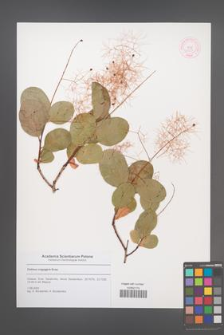 Cotinus coggygria [KOR 53227]