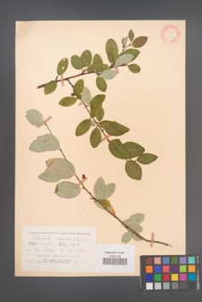 Cotoneaster alaunica [KOR 13076]