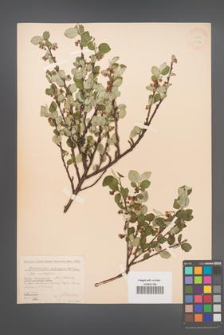 Cotoneaster alaunica [KOR 13078]