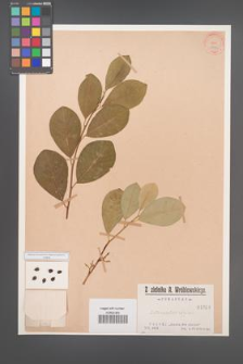 Cotoneaster affinis [KOR 1094]