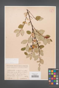 Cotoneaster alaunicus [KOR 54989]