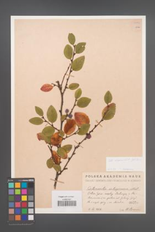Cotoneaster alaunicus [KOR 54992]