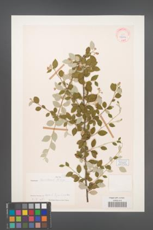 Cotoneaster amoenus [KOR 27676]