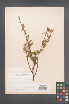 Cotoneaster armenus [KOR 13094]