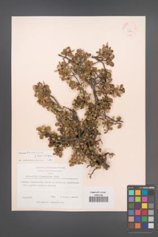 Cotoneaster browiczii [KOR 13127]