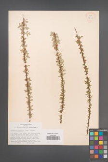 Cotoneaster conspicua [KOR 34141]