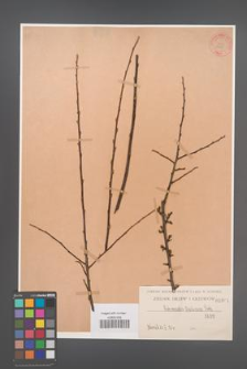 Cotoneaster dielsiana [KOR 1081]