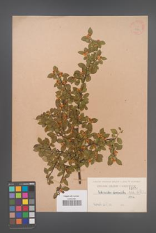 Cotoneaster divaricata [KOR 1076]