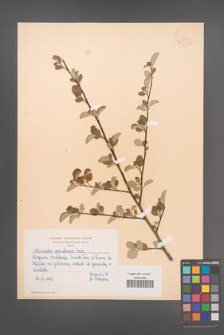 Cotoneaster granatensis [KOR 13081]