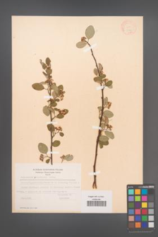 Cotoneaster granatensis [KOR 13083]