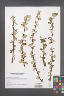 Cotoneaster granatensis [KOR 50608]