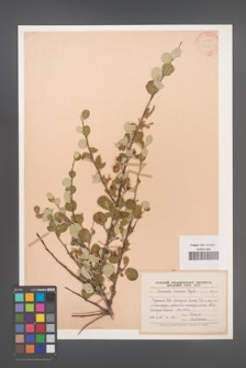 Cotoneaster hissarica [KOR 13087]
