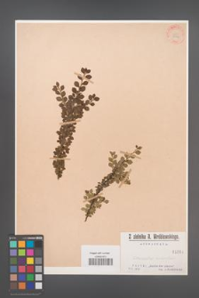 Cotoneaster horizontalis [KOR 1064]