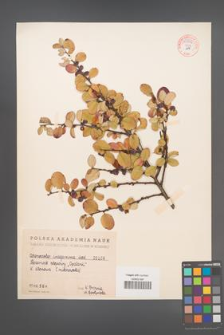 Cotoneaster integerrima [KOR 55006]