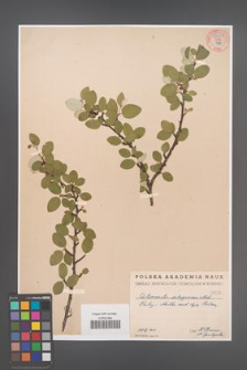 Cotoneaster integerrima [KOR 55277]