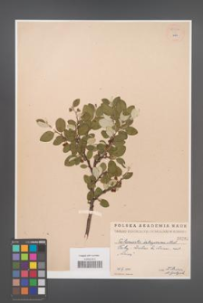 Cotoneaster integerrima [KOR 55014]