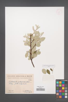 Cotoneaster integerrima [KOR 340]