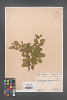 Cotoneaster integerrima [KOR 55015]