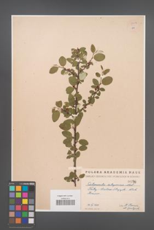 Cotoneaster integerrima [KOR 55017]