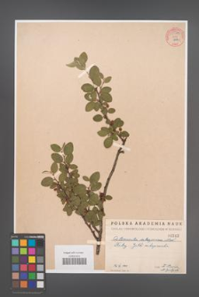 Cotoneaster integerrima [KOR 55019]