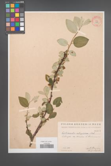 Cotoneaster integerrima [KOR 1413]